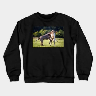 Make like a Hare Spinoni Crewneck Sweatshirt